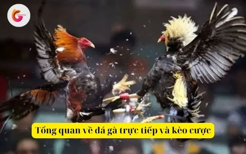 Tổng quan về đá gà trực tiếp và kèo cược