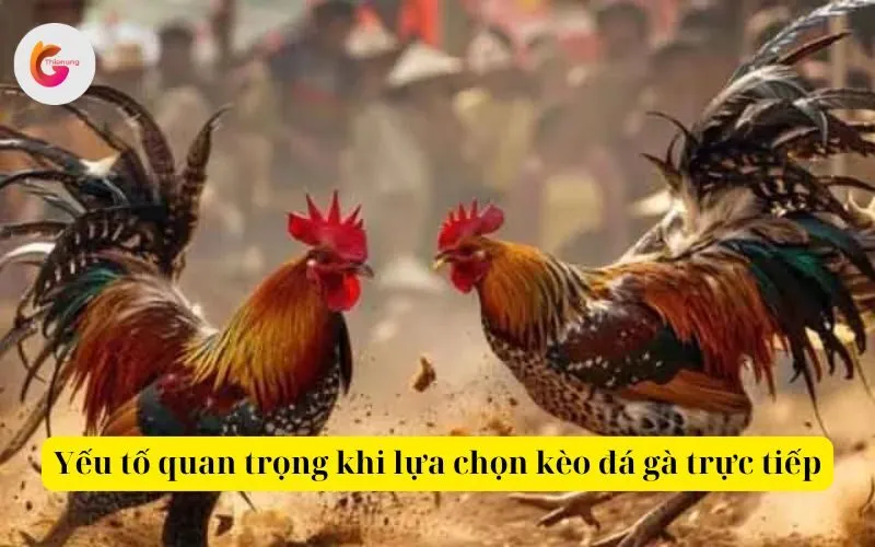 Yếu tố quan trọng khi lựa chọn kèo đá gà trực tiếp