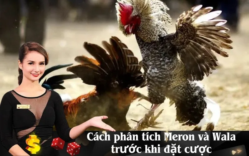 Cách phân tích Meron và Wala trước khi đặt cược