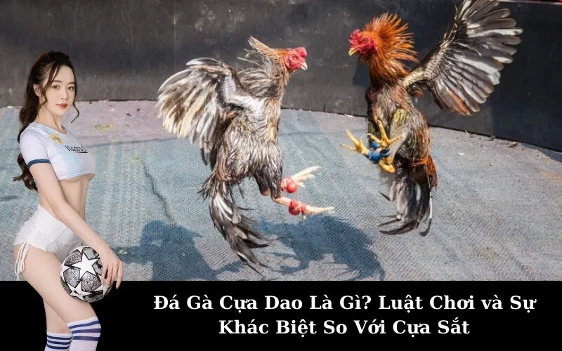 Đá Gà Cựa Dao Là Gì? Luật Chơi và Sự Khác Biệt So Với Cựa Sắt